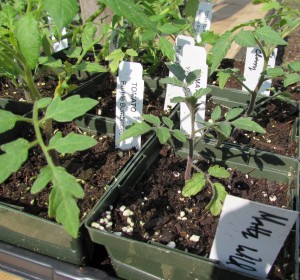 Heirloom tomato seedlings from City Harvest