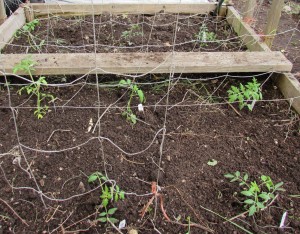 City Harvest tomato seedlings newly planted at Garden RUN