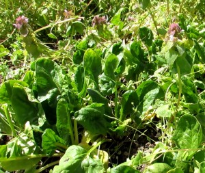 Weeds and spinach in April