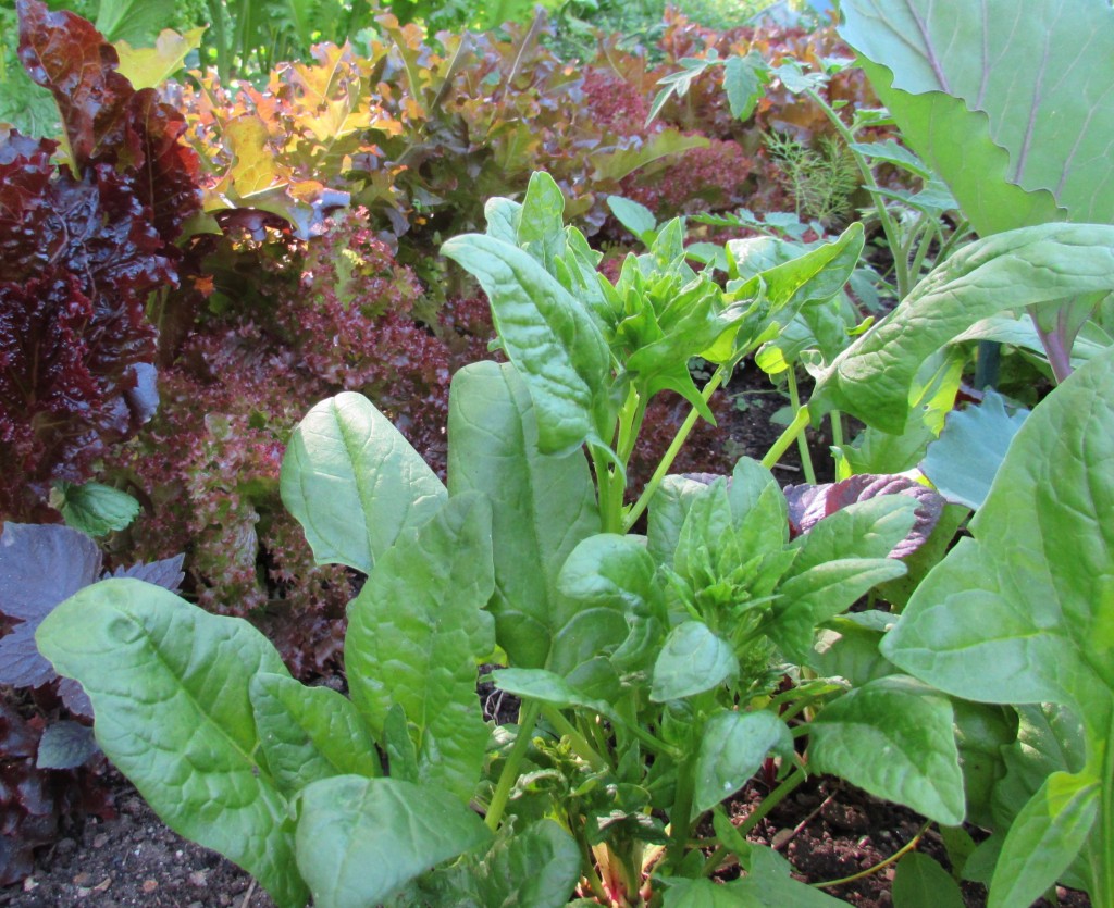 06-02-14 overwintered garden