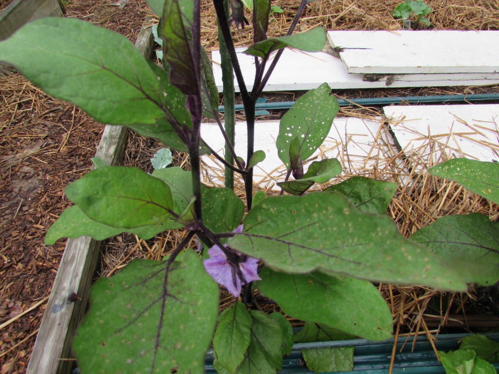 eggplant pest