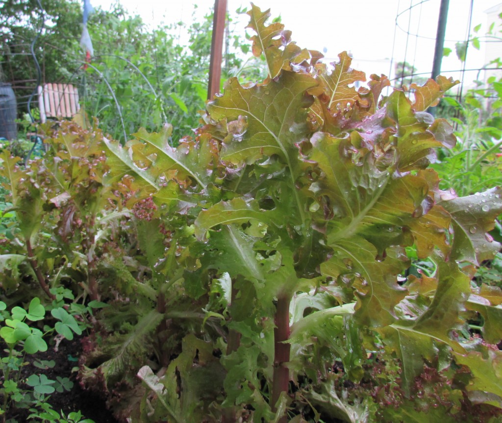 polar vortexes didn't faze my oakleaf lettuce