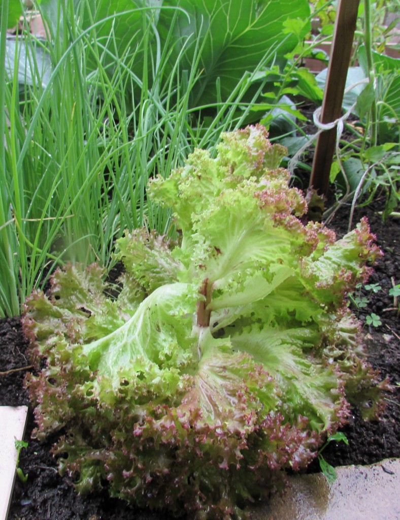 Lettuce planted in September, harvested in June