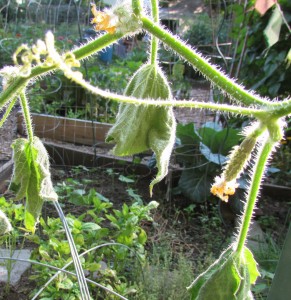 Dead cucumber, photographed on July 21, 2014