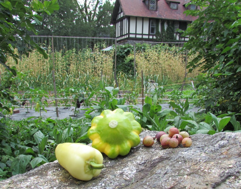 Pepper, squash and gooseberries, purchased at Wyck Farmers Market on July 11, and photographed on the farm