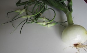 garlic scapes and large fresh onion, purchased at the market on July 4