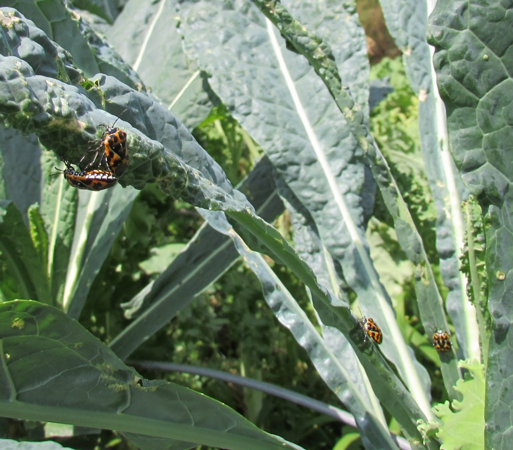 Harlequin bugs plotting conquest of Tuscan Kale crop, Aug. 16, 2014