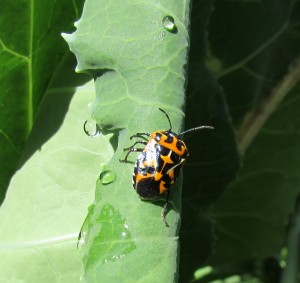 harlequin beetle 08-15-14 b