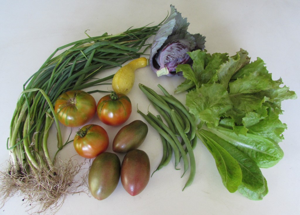 Harvested on Aug. 28: green onions, Black Krim and Ukranian Purple tomatoes, yellow crookneck squash, Blue Lake green beans, purple cabbage and lettuce