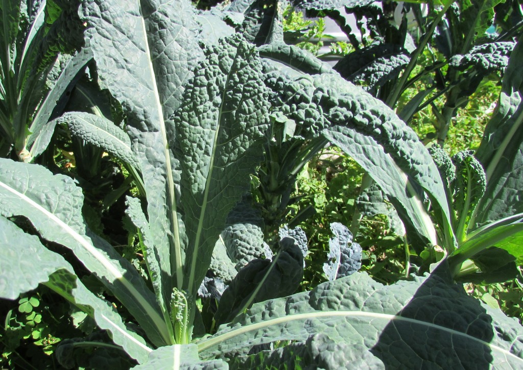 No harlequin beetles in sight on kale photographed on Aug. 28, 2014