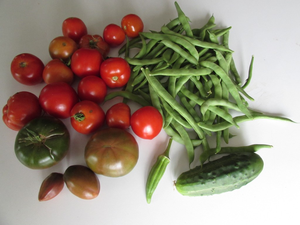 Harvested on Sept. 21: Black Krim, Ukranian Purple and Early Girl tomatoes, okra, Blue Lake and Kentucky Wonder green beans, and cucumber