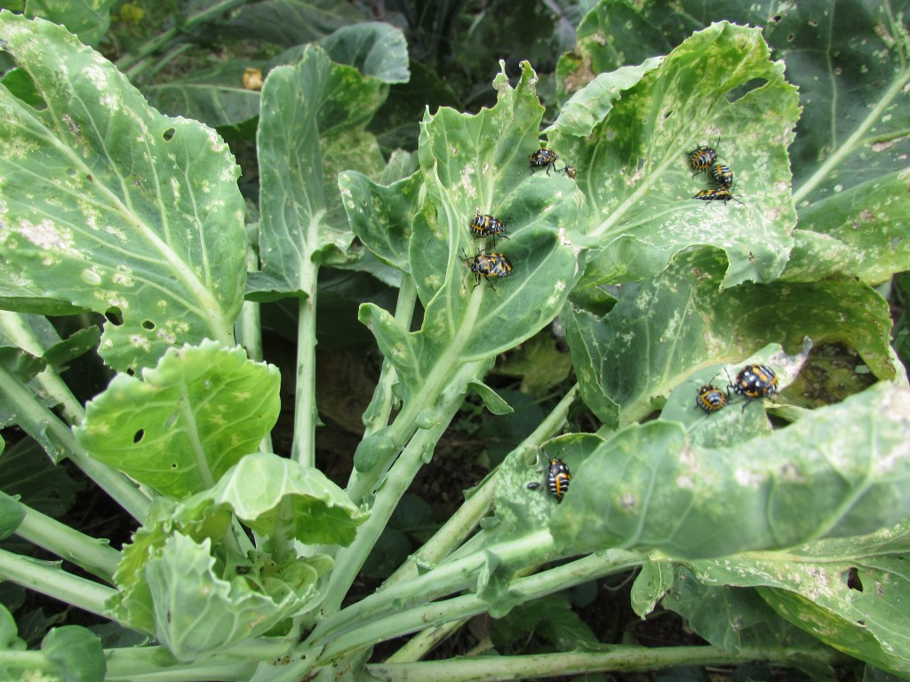 Harlequin bugs on Sept. 24, 2014