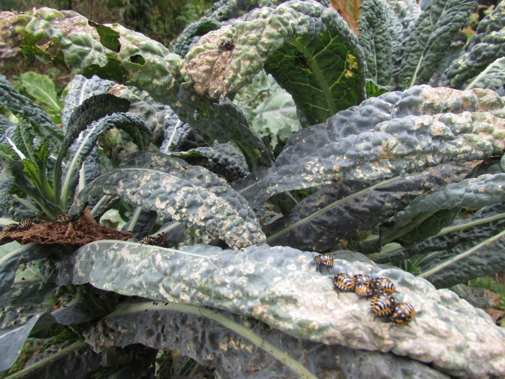 Harlequin bugs have no mercy for aging Tuscan kale, Sept. 24, 2014