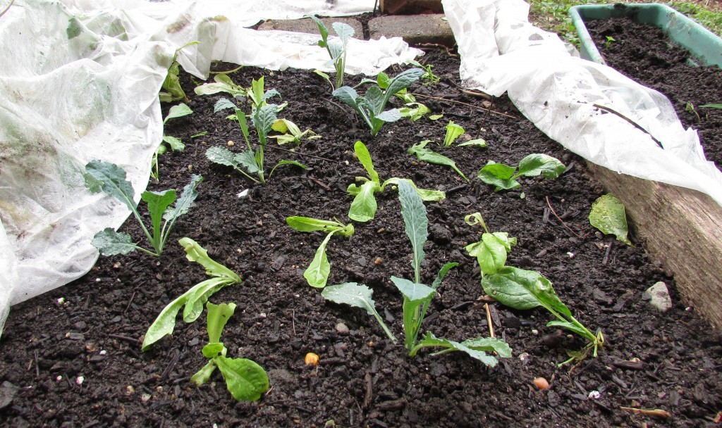Kale, lettuce and spinach, going under wraps, Sept 24, 2014
