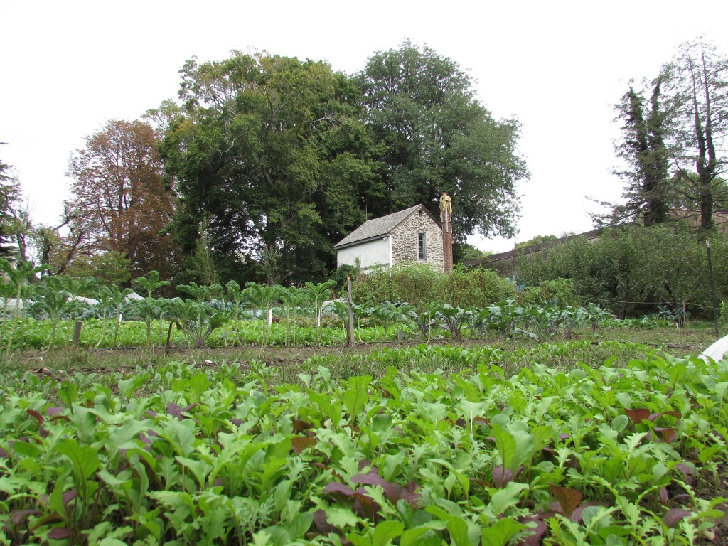 Wyck Home Farm lush baby greens on Oct. 3, 2014