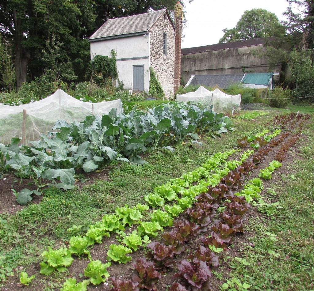 Young lettuces enjoying  cool fall weather at Wyck Home Farm on Oct. 3, 2014