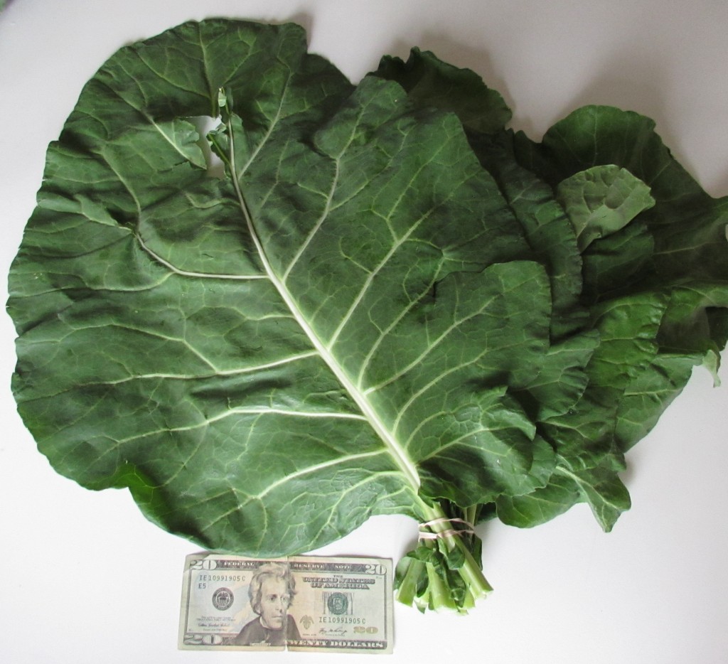 Giant collard greens purchased at the Wyck Home Farm market on Oct. 3, 2014