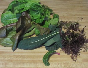Dec. 10 harvest of lettuce, mustard, kale and a spring of chard