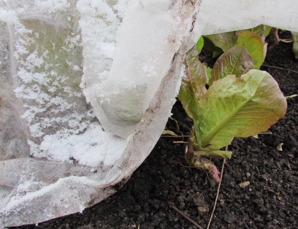 Marvel of Four Seasons lettuce under a blanket dusted with snow, Dec. 11, 2014