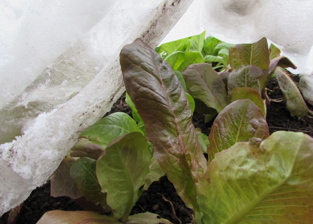 My lettuce is thriving after a light snow fall on Dec. 11, 2014