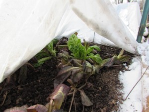 Merveille de Quatre Saisons lettuce on Jan. 9