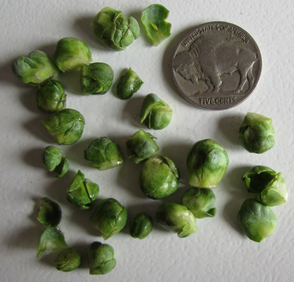 micro brussel sprouts