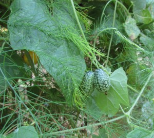 gherkin9