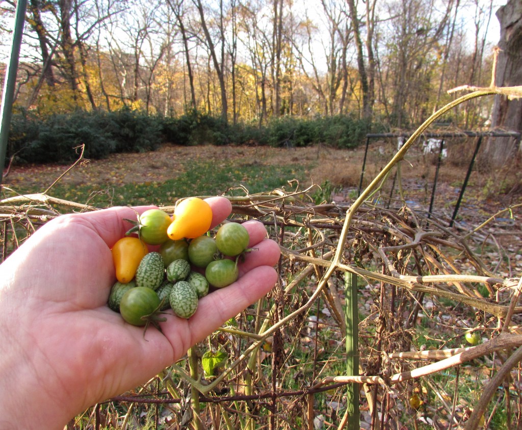 dec-2-harvest-2